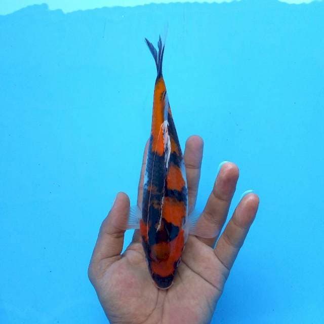 6. Mini Showa || 23 cm