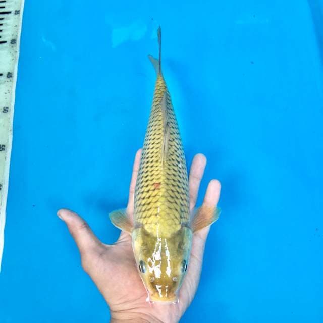 Midorigoi 29cm