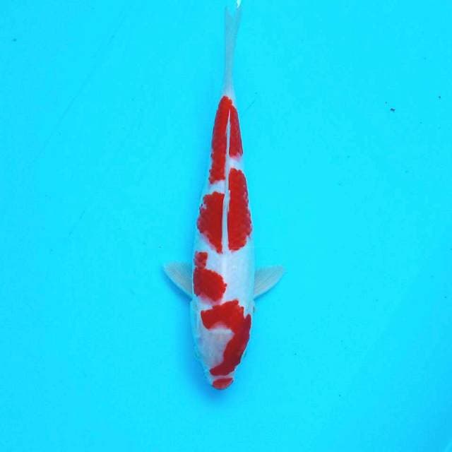 10. Mini Kohaku || 22 cm