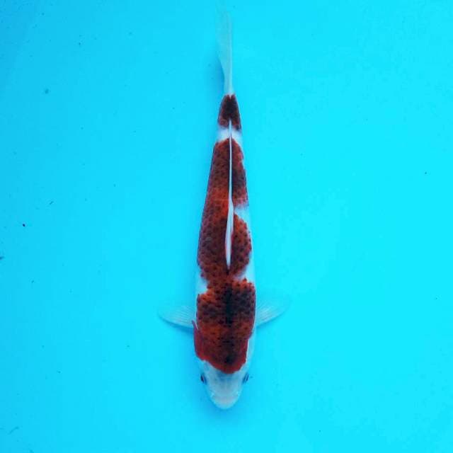 12. Koromo Quality || 26 cm