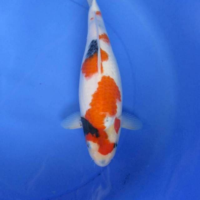 Sansoku35cm