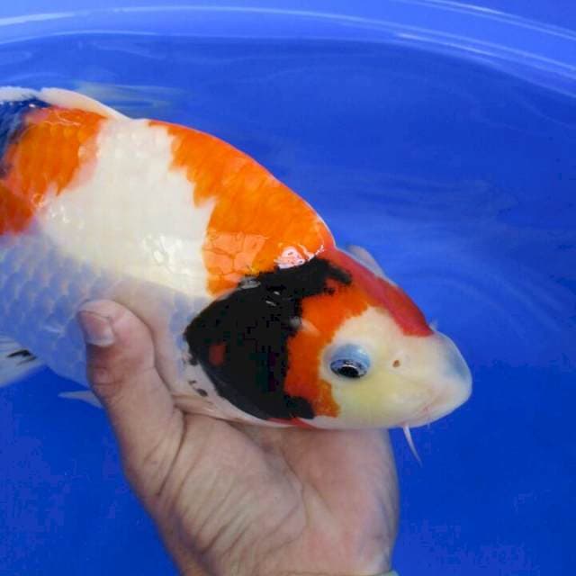 Sansoku35cm