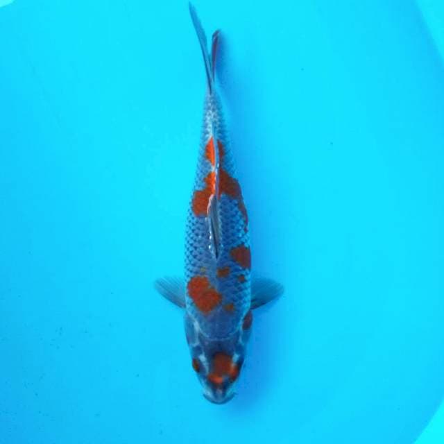15. Maruten Ochiba || 32 cm