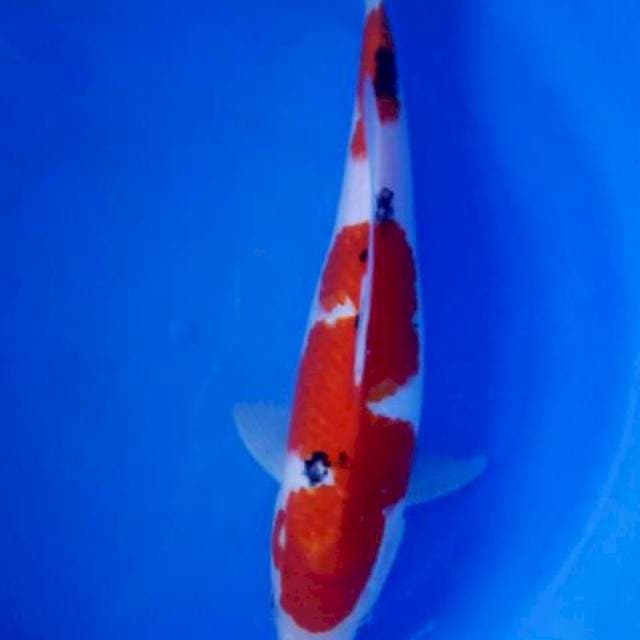 Sanke 28cm