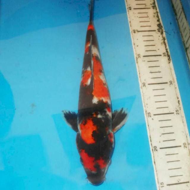 Showa 30cm