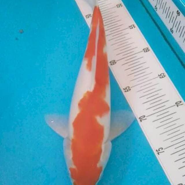 Kohaku 33cm