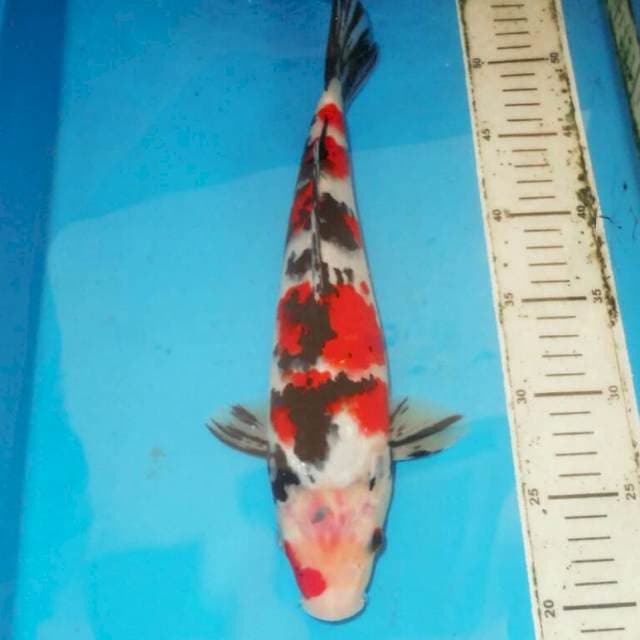 Sanke 31 cm