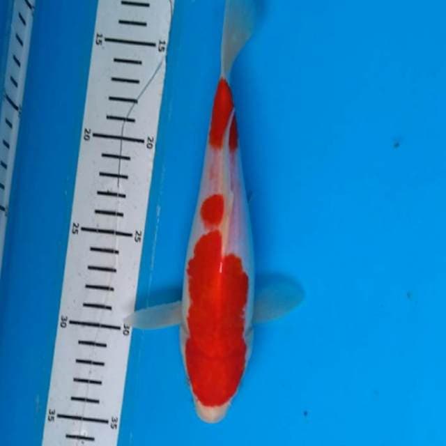 Kohaku joss