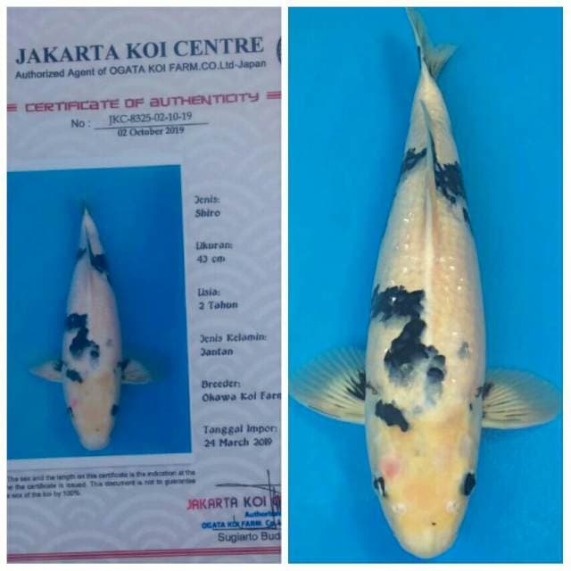 Okawa Pejantan Shiro..!!