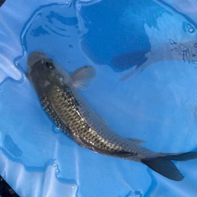Soragoi Ginrin Koi Penjinak Kolam