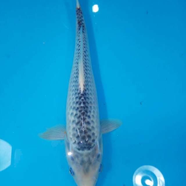 Asagi 35 cm