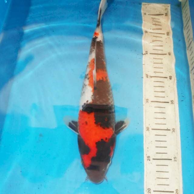 36cm KINDAI SHOWA