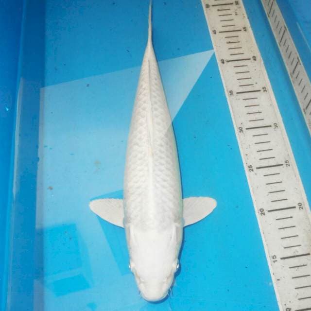 37cm PLATINUM