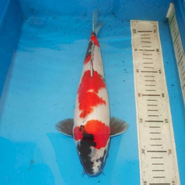 32cm F1 SHOWA