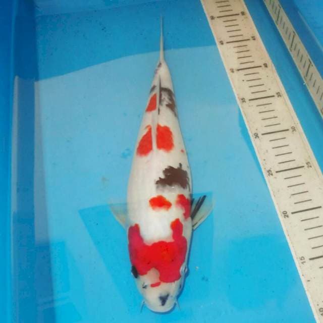 39cm F1 KINDAI SHOWA