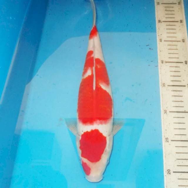 36cm KOHAKU BAGUS