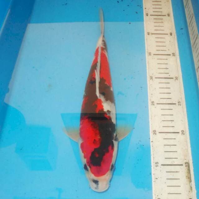 35cm SHOWA ANKER