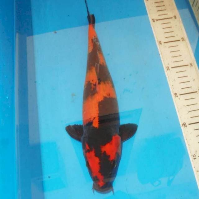 Utsury qualitas show 34 cm