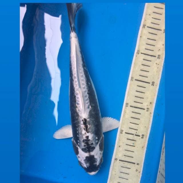 Kabuto 30Cm