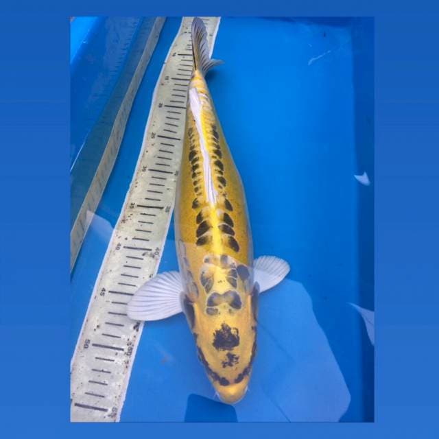 Kin Kabuto 44Cm