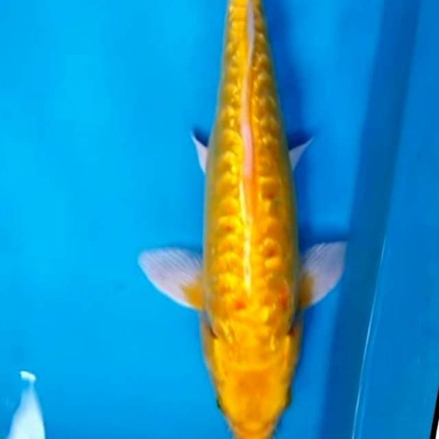 GINRIN ARAGOKE 32 cm