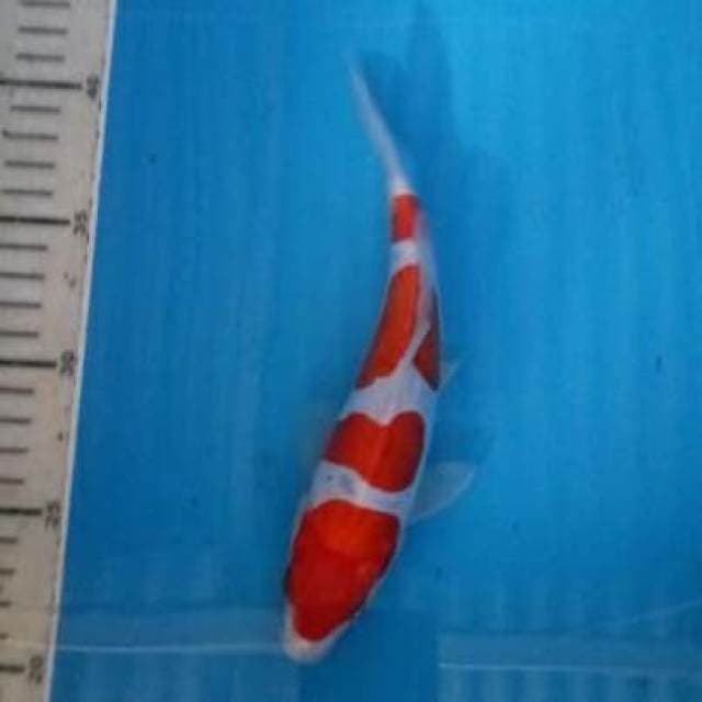 Kohaku doits cuting kerin bos
