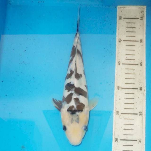 27cm SHIRO DOITSU