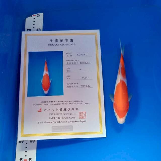 Kohaku import serty