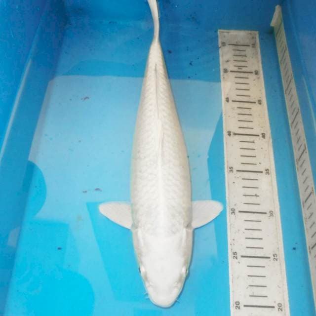 38cm PLATINUM Bongsor