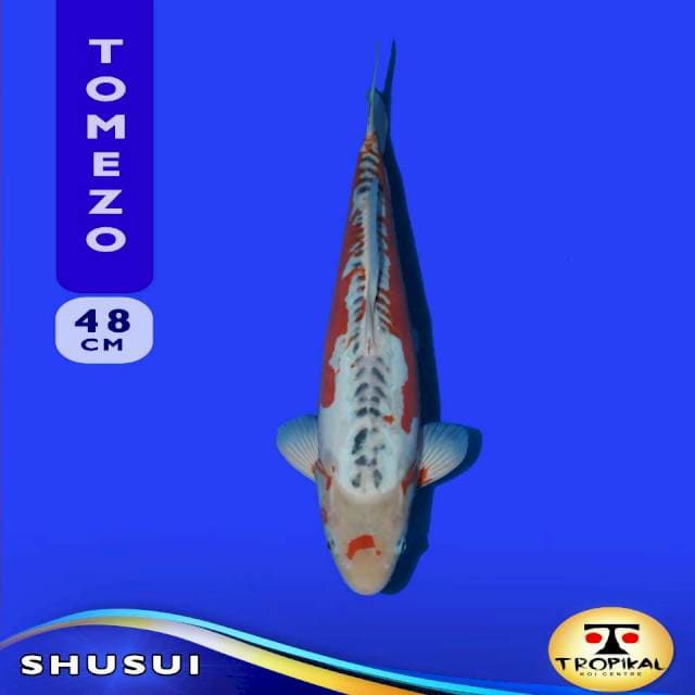 Shusui (Tomezo Farm) 48cm. Import & Sertifikat