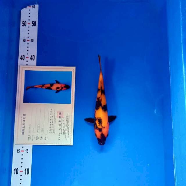 Hi utsuri import serty