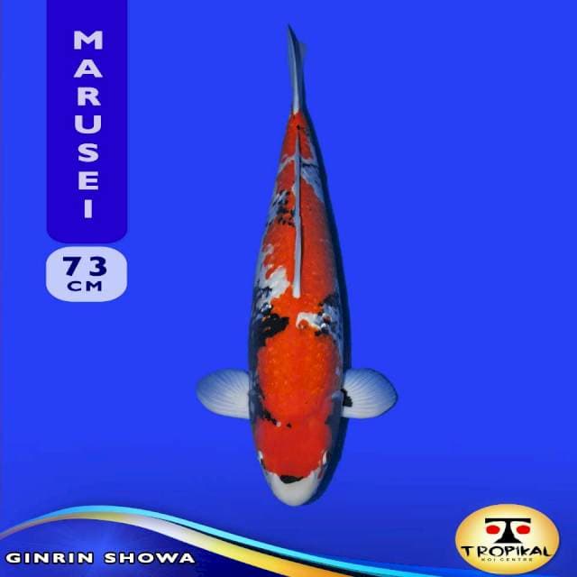 Ginrin Showa (Marusei Farm) 73cm. Import & Breeder Sertifikat