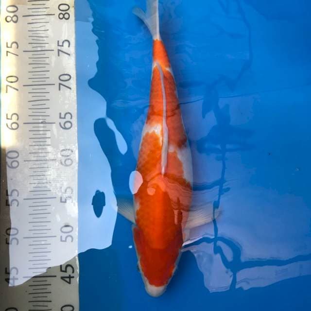 Kohaku