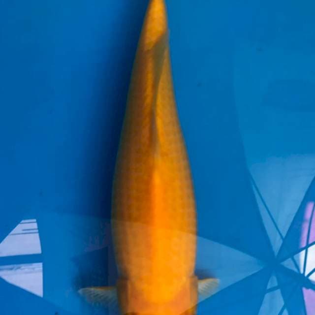 Karashi Mulus
