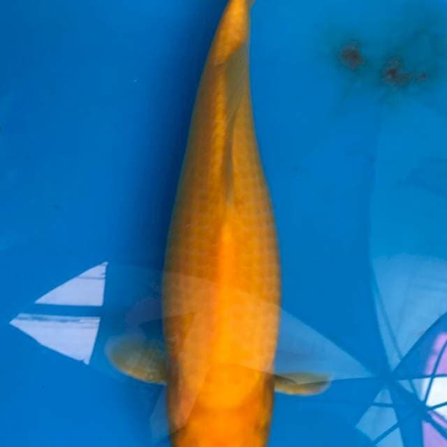 Karashi Mulus