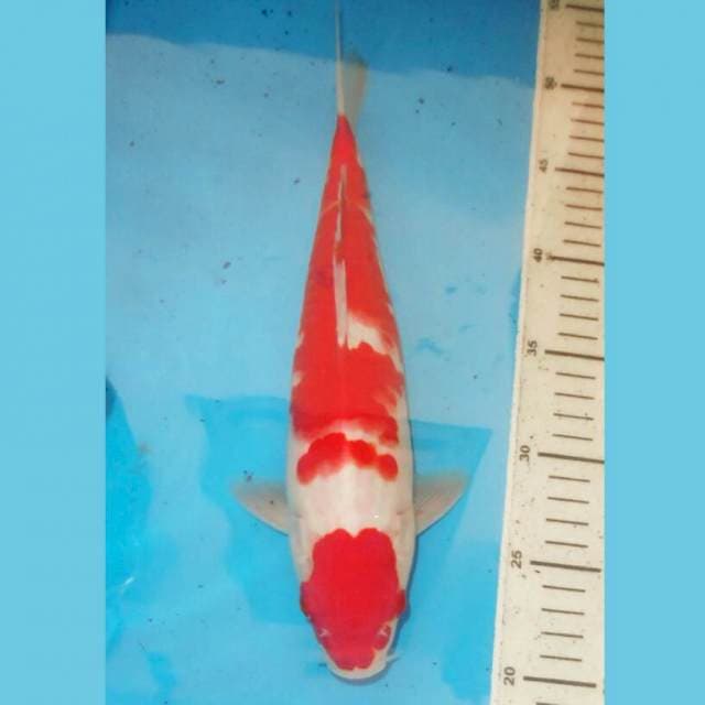 32cm kOHAKU