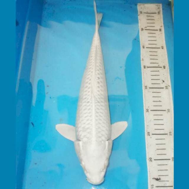 40cm PLATINUM SALJU