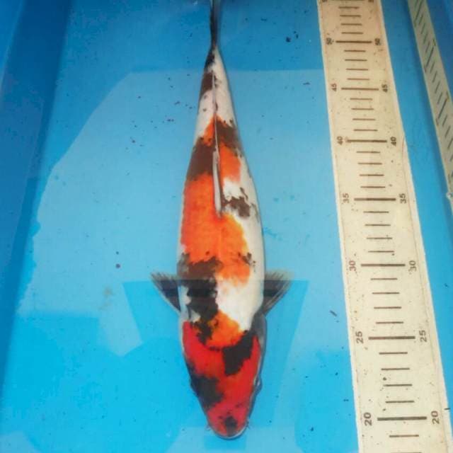 37cm NIDAN KINDAI SHOWA