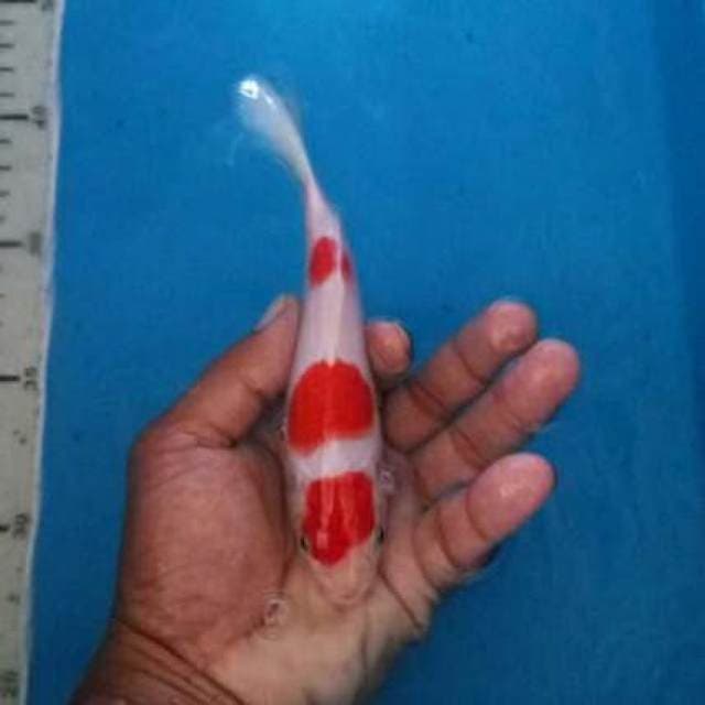 Kohaku maruten ory