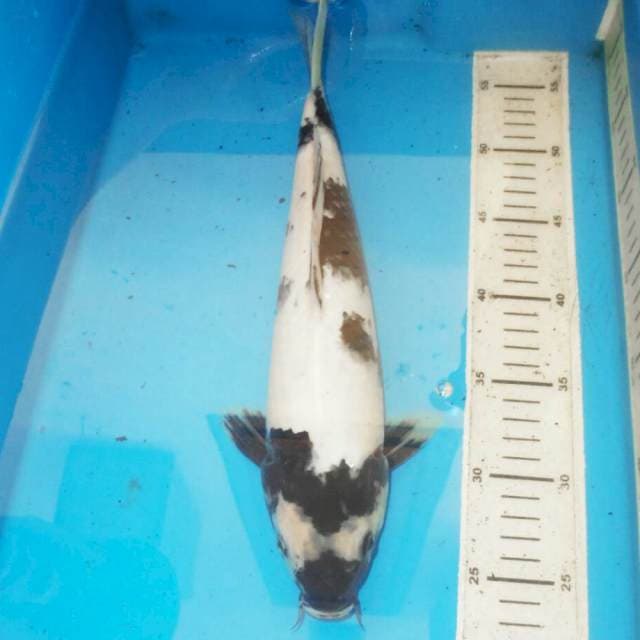 35cm SHIRO