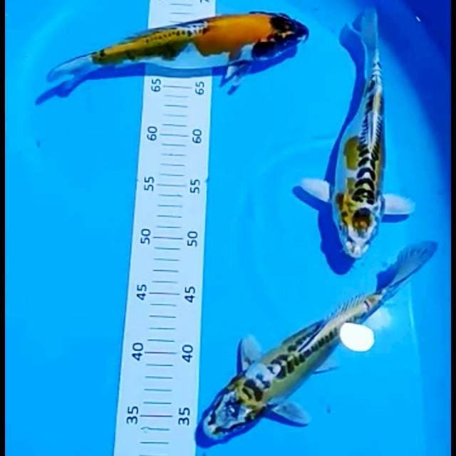 Kikko 24-25 cm