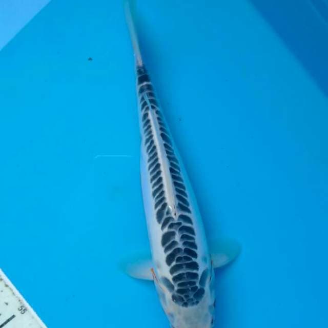 Susui 36 cm