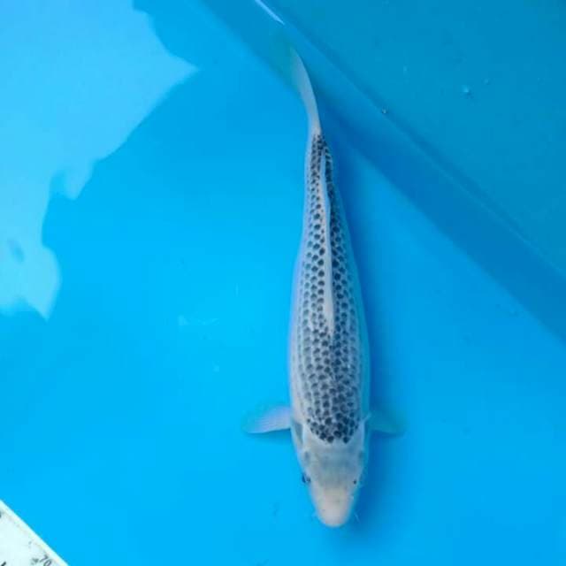 Asagi 36 cm