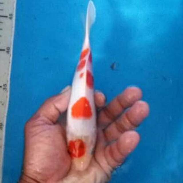 Sanke maruten ory