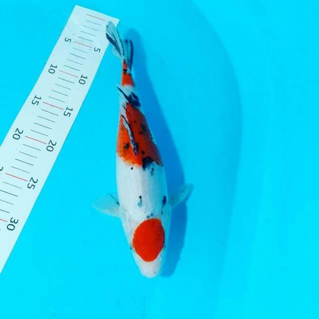 Tancho sanke 32cm fm