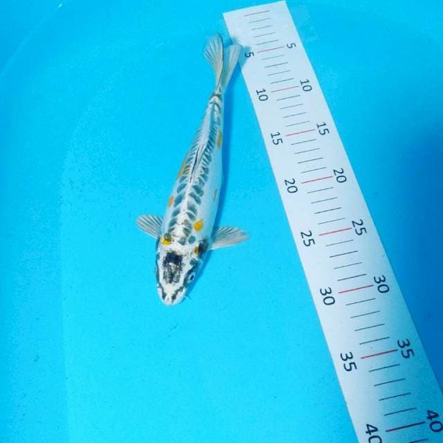 Kikko 24cm