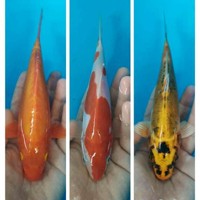 Mix trio baby bloodline jos 20bu
