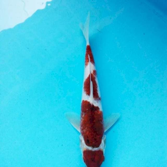 goromo maruten