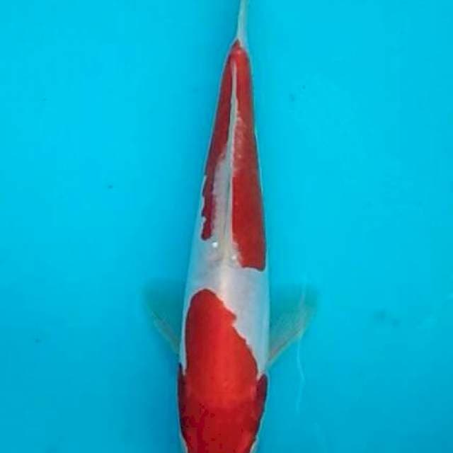 Nidan kohaku doitsu 23+cm