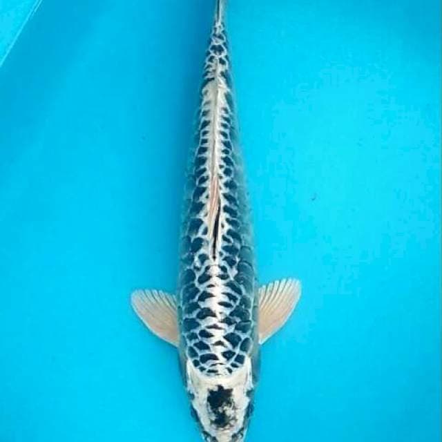 Aragoke matsuba stainless steel antik 28cm